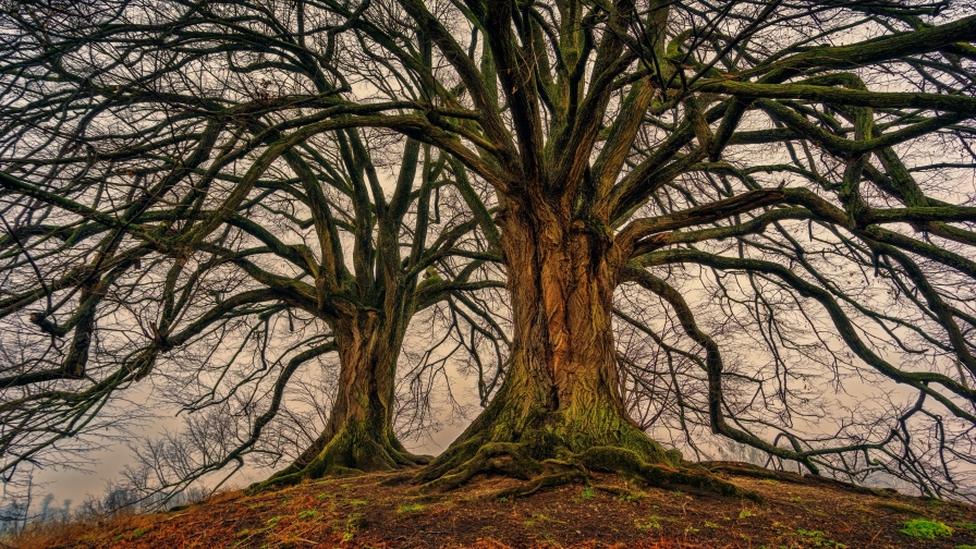 Beautiful Big Trees in Field without Leaves