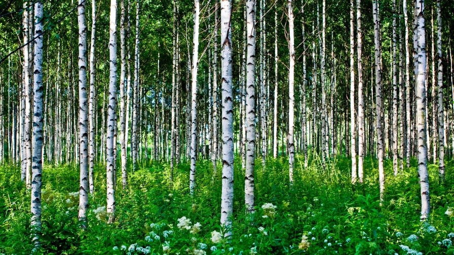 Beautiful Birch Forest