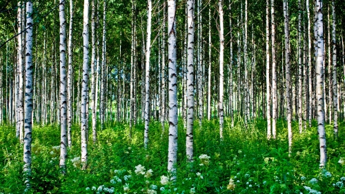 Beautiful Birch Forest