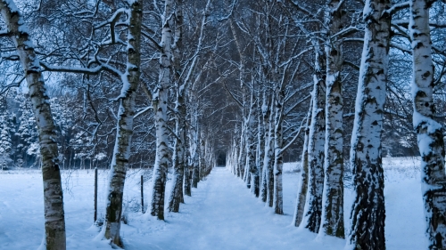 Beautiful birch winter forest