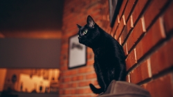 Beautiful Black Cat and Wall