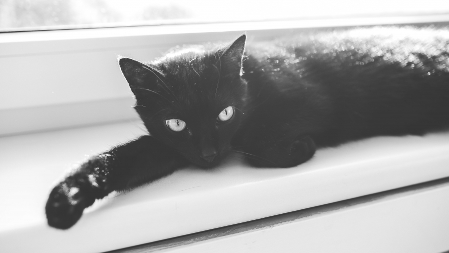 Beautiful Black Cat and Window