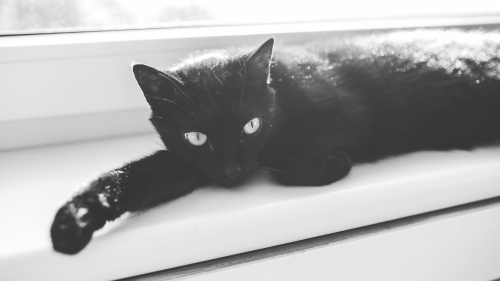 Beautiful Black Cat and Window