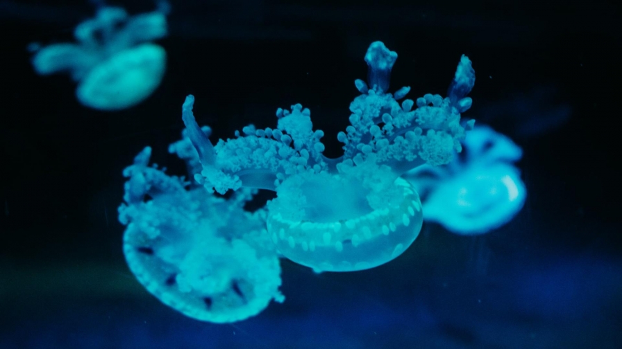 Beautiful Blue Jellyfish Under Water