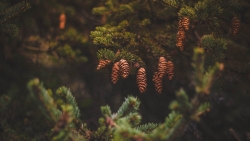 Beautiful branch on the spruce