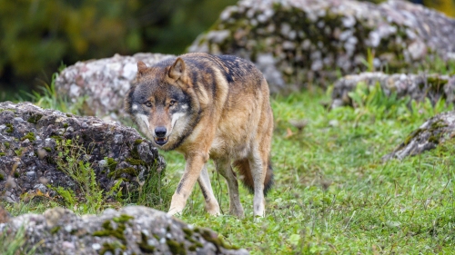 Beautiful Brown Wolf and Rocks