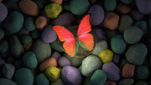 Beautiful Butterfly on Rocks