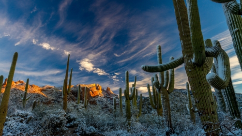 Beautiful Cacti and Sunset in Desert