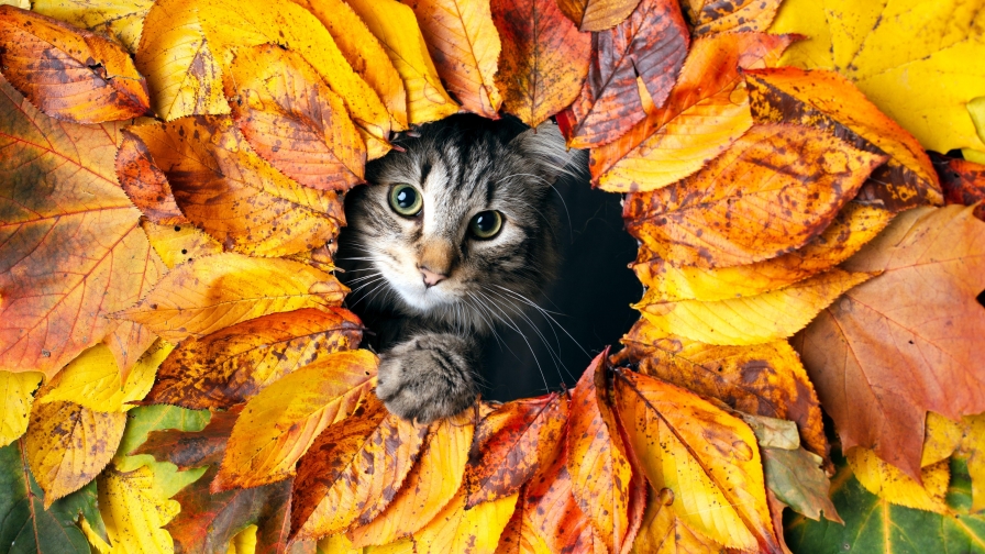 Beautiful Car and Yellow Leaves