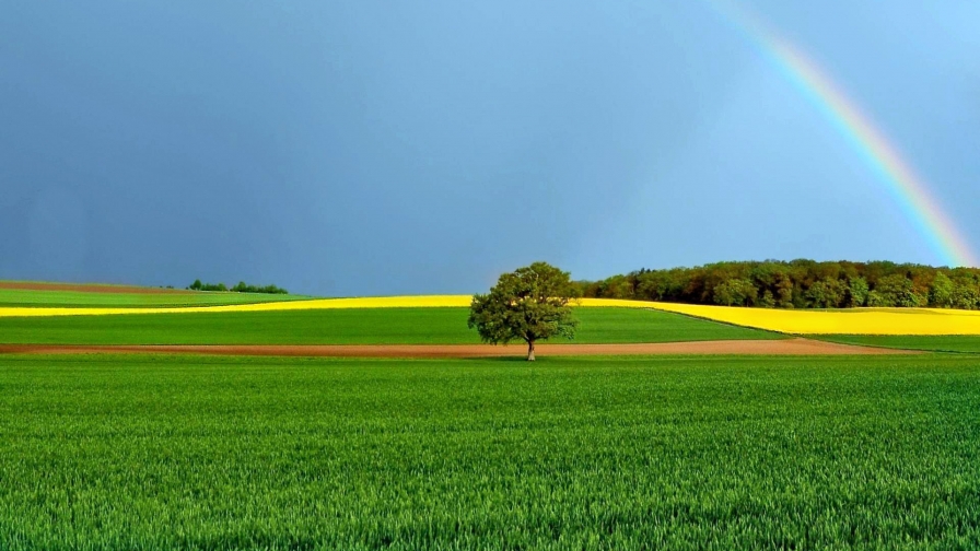 Beautiful Clear Field and Rainbow