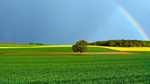 Beautiful Clear Field and Rainbow