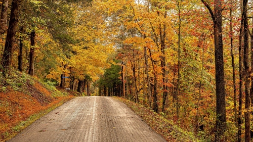 Beautiful Concrete Road in Autumn Forest