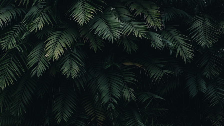 Beautiful Conifer in Shadow