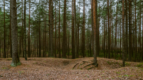 Beautiful Coniferous Pines Trees