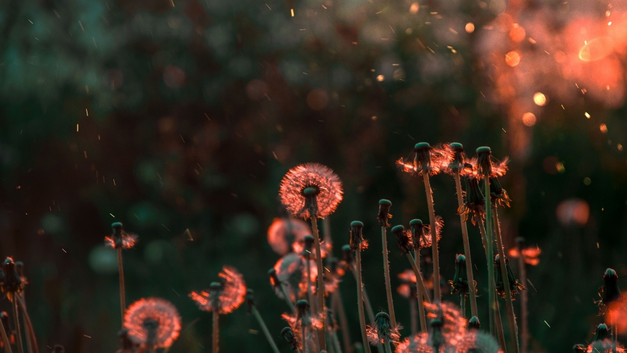 Beautiful Dandelions and Sunset