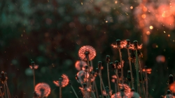 Beautiful Dandelions and Sunset