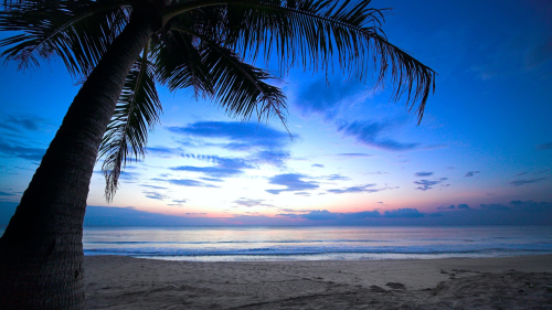 Beautiful Dawn and Single Palm on the Beach