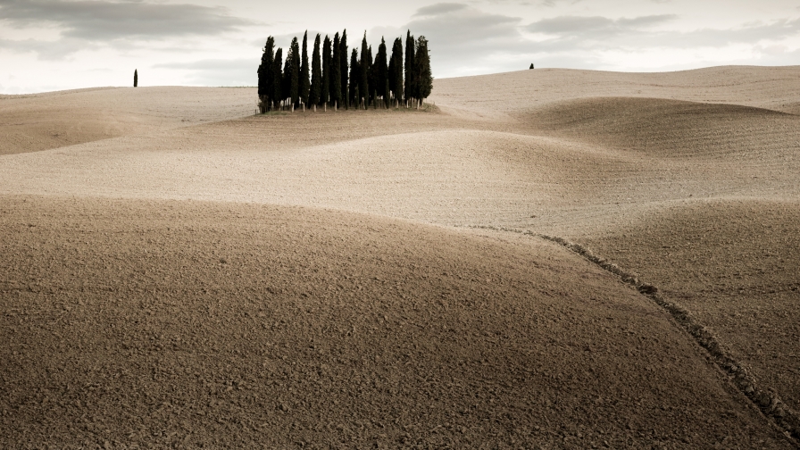 Beautiful Desert and Trees