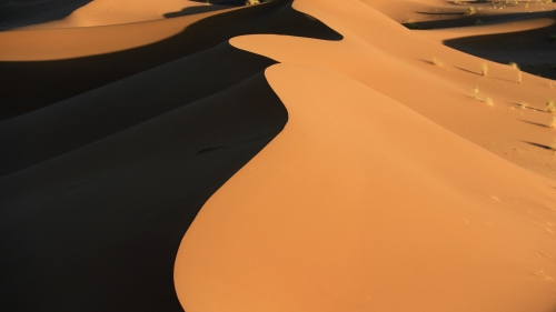 Beautiful Dune in Desert