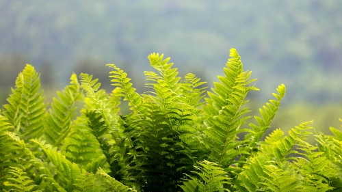 Beautiful fern green grass on the field