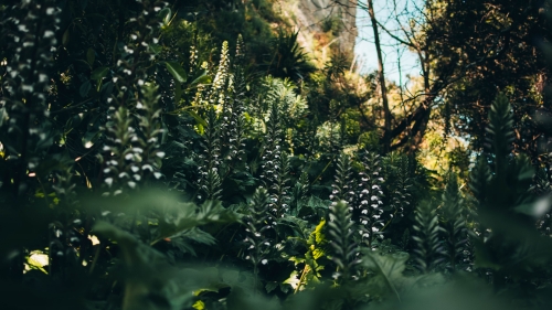 Beautiful Flowers and Vegetation under Sunlight