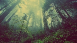 Beautiful Foggy Forest and Green Grass