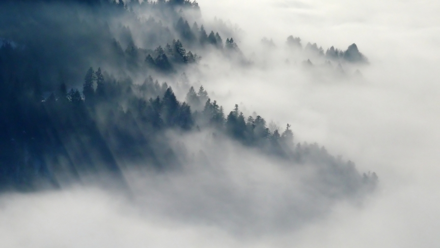 Beautiful Foggy Forest