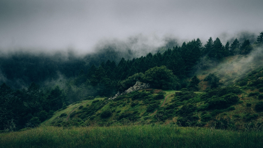 Beautiful foggy green forest