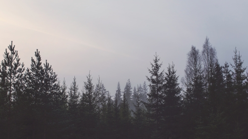 Beautiful Foggy Pine Foggy