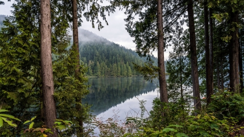 Beautiful Forest and River with Reflection