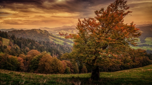 Beautiful Forest and Sunlight