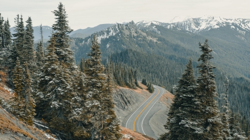 Beautiful Forest in Valley