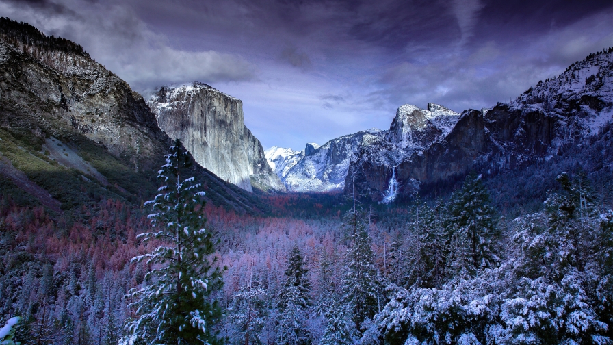 Beautiful Forest in Yosemite National Park