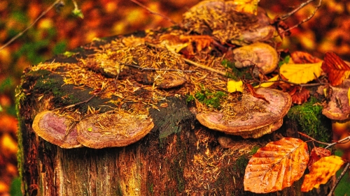 Beautiful Forest Mushroom Fungus