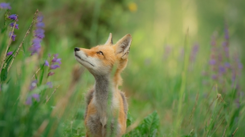 Beautiful Fox in Green Grass