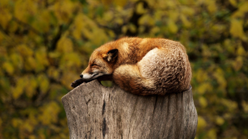 Beautiful Fox on Old Stump