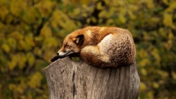 Beautiful Fox on Old Stump