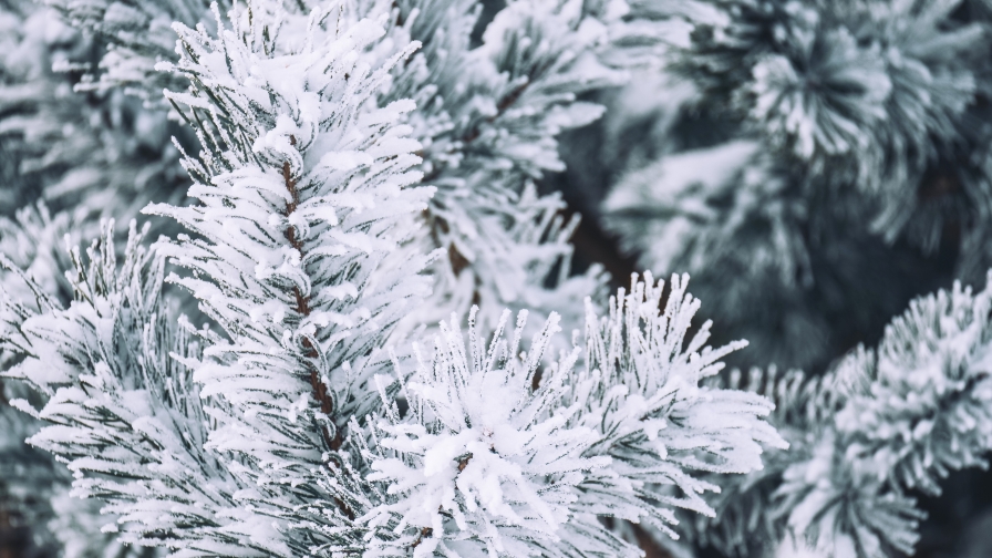 Beautiful Frost on Spruce Branch Macro