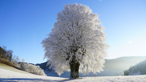 Beautiful frozen single tree