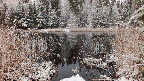 Beautiful Frozen Trees and Frozen Lake