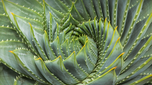 Beautiful Green Aloe Close Up