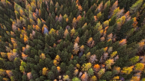 Beautiful Green and Yellow Autumn Forest