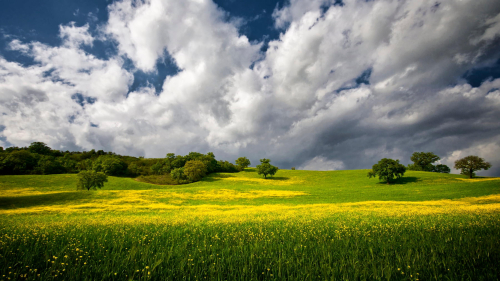 Beautiful Green and Yellow Field in During Daytime