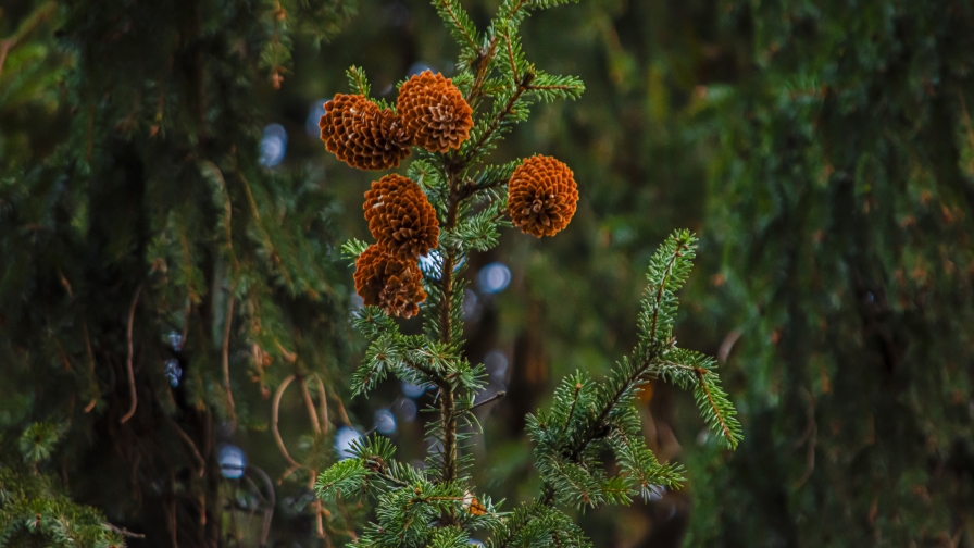 Beautiful Green Branch of Spruce