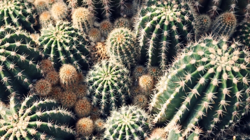 Beautiful Green Cacti
