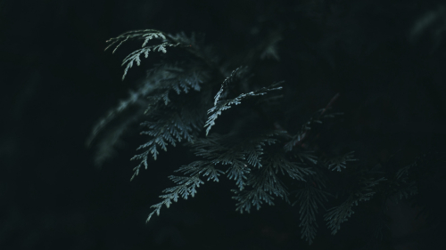 Beautiful Green Cypress in Darkness
