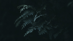 Beautiful Green Cypress in Darkness