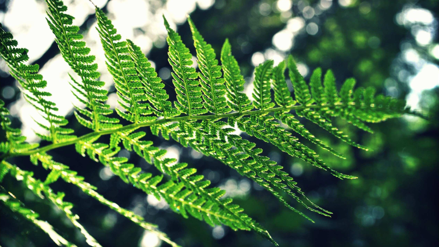 Beautiful Green Fern and Sunlight