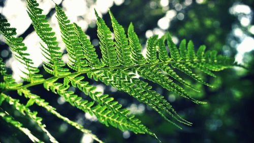 Beautiful Green Fern and Sunlight