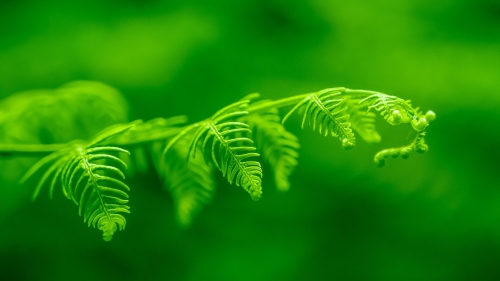 Beautiful Green Fern Leaf Macro